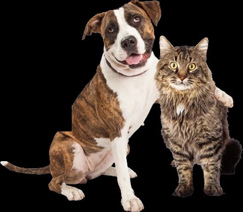 A dog and a cat sitting together