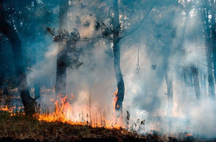 Forest Fires and Glyphosate: An Examination of the Unspoken