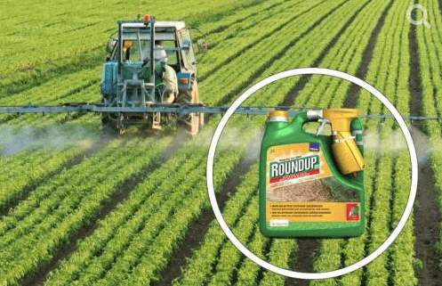 Spraying glyphosate